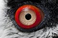 Bearded Vulture, gypaetus barbatus, Close up of Eye Royalty Free Stock Photo