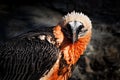 Bearded Vulture, Gypaetus barbatus, detail portrait of rare mountain bird in rocky habitat in Spain. Close-up portrait of Royalty Free Stock Photo