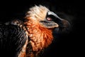 Bearded Vulture, Gypaetus barbatus, detail portrait of rare mountain bird in rocky habitat in Spain. Close-up portrait of Royalty Free Stock Photo