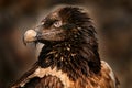 Bearded Vulture, Gypaetus barbatus, detail portrait of rare mountain bird in rocky habitat in Spain - young. Close-up portrait of Royalty Free Stock Photo