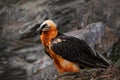 Bearded Vulture, Gypaetus barbatus, detail portrait of rare mountain bird, sitting on the rock, animal in stone habitat, Morocco Royalty Free Stock Photo