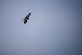 Bearded Vulture or Gypaetus barbatus, in flight. Royalty Free Stock Photo