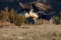 Bearded Vulture, Gypaetus barbatus, flying with food in mountains in Spain