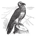 Bearded Vulture Gypaetus barbatus or Lammergeyer vintage engraving Royalty Free Stock Photo