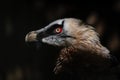 Bearded Vulture - Gypaetus barbatus, portrait of very large bird of prey