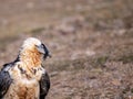 Bearded Vulture in the Pyrenees, Spain Royalty Free Stock Photo