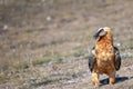 Bearded Vulture in the Pyrenees, Spain Royalty Free Stock Photo