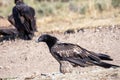 Bearded Vulture in the Pyrenees, Spain Royalty Free Stock Photo