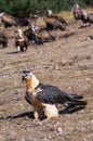 Bearded Vulture in the Pyrenees, Spain Royalty Free Stock Photo