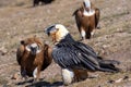 Bearded Vulture in the Pyrenees, Spain Royalty Free Stock Photo