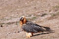 Bearded Vulture in the Pyrenees, Spain Royalty Free Stock Photo