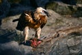 Bearded Vulture, Gypaetus barbatus, sitting on the stone and eats carrion Royalty Free Stock Photo