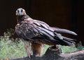 Bearded vulture Royalty Free Stock Photo