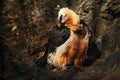 Bearded Vulture, Gypaetus barbatus, in stone habitat, Spain Royalty Free Stock Photo