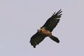 Bearded Vulture Royalty Free Stock Photo