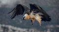 Bearded Vulture or Lammergeier, Gypaetus barbatus, flying bird on the rock mountain. Rare mountain bird, fly in winter, animal in Royalty Free Stock Photo