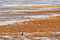 Bearded Vulture or Lammergeier, Gypaetus barbatus, in habitat, rare mountain bird, Tso-kar Lake, Ladakh, India. Rare bird in the