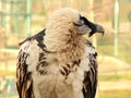 Bearded vulture