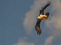Bearded Vulture in a nosedive Royalty Free Stock Photo