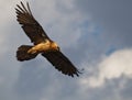 Bearded Vulture observing Royalty Free Stock Photo