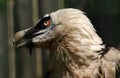 Bearded Vulture Portrait Royalty Free Stock Photo