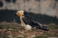 Bearded vulture portrait eating in Spain