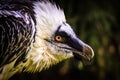 Bearded vulture portrait in the nature Royalty Free Stock Photo