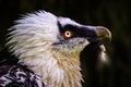 Bearded vulture portrait in the nature Royalty Free Stock Photo