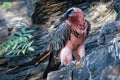 Bearded vulture portrait in the nature Royalty Free Stock Photo