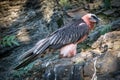 Bearded vulture portrait in the nature Royalty Free Stock Photo