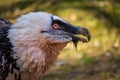 Bearded vulture portrait in nature park Royalty Free Stock Photo