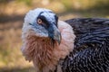 Bearded vulture portrait in nature park Royalty Free Stock Photo