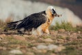 Bearded vulture portrait of rare mountain bird, eating bones