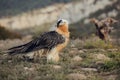 Bearded vulture portrait of rare mountain bird