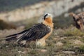 Bearded vulture portrait of rare mountain bird