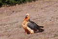 Bearded Vulture in the Pyrenees, Spain Royalty Free Stock Photo