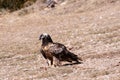 Bearded Vulture in the Pyrenees, Spain Royalty Free Stock Photo