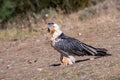 Bearded Vulture in the Pyrenees, Spain Royalty Free Stock Photo