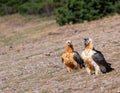 Bearded Vulture in the Pyrenees, Spain Royalty Free Stock Photo