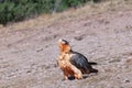 Bearded Vulture in the Pyrenees, Spain Royalty Free Stock Photo