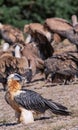 Bearded Vulture in the Pyrenees, Spain Royalty Free Stock Photo