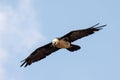 Bearded Vulture, Simien Mountain Ethiopia Royalty Free Stock Photo