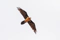 Bearded Vulture, Simien Mountain Ethiopia Royalty Free Stock Photo