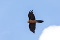 Bearded Vulture, Simien Mountain Ethiopia Royalty Free Stock Photo