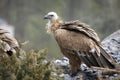 Bearded vulture sits on ledge next to needle branches