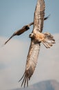 Bearded Vulture Royalty Free Stock Photo