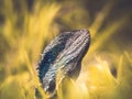 Bearded Waterdragon in grass Royalty Free Stock Photo