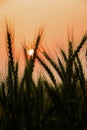 Bearded wheat against a prairie sunset Royalty Free Stock Photo