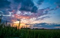 Bearded wheat against a prairie sunset