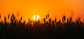 Bearded wheat silhouetted against sunset Royalty Free Stock Photo